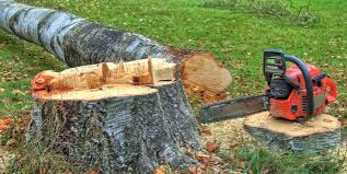 How Our Tree Care Process Works  in  Bowleys Quarters, MD