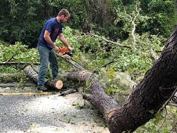 Best Tree Mulching  in Bowleys Quarters, MD